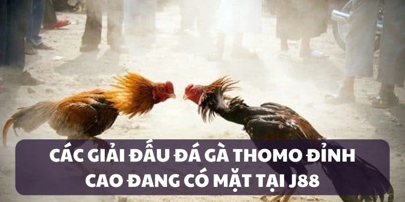 Các giải đấu mới nhất